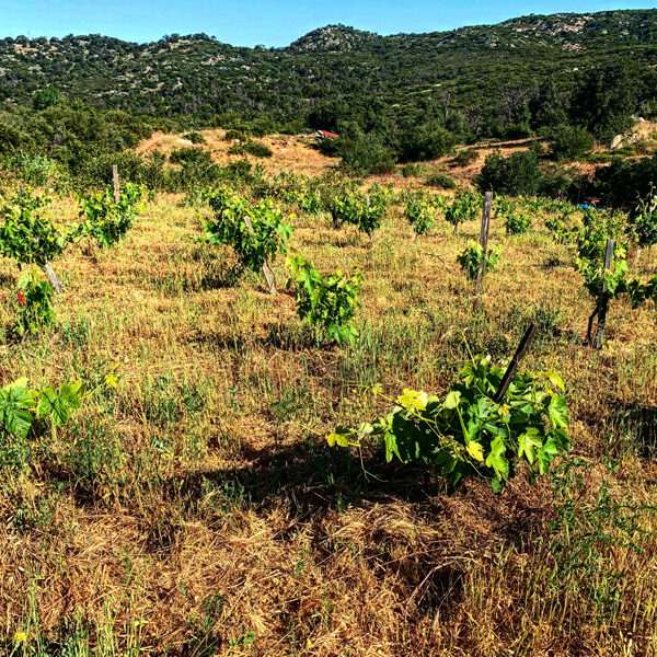 Los Pilares Vineyard