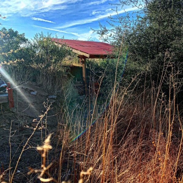 Los Pilares Vineyard