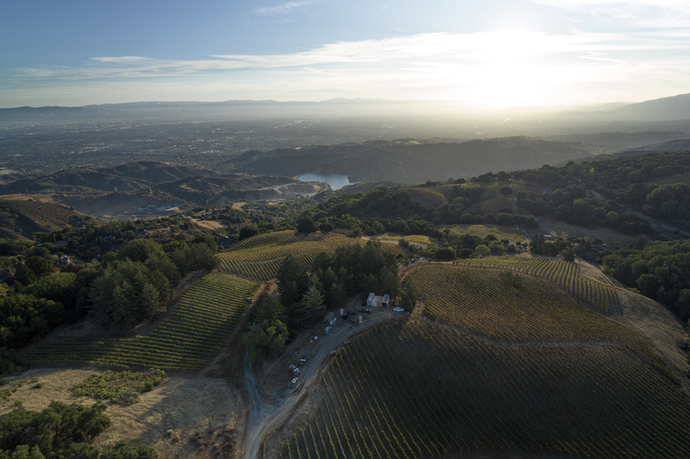 Ridge Winery, Vineyard