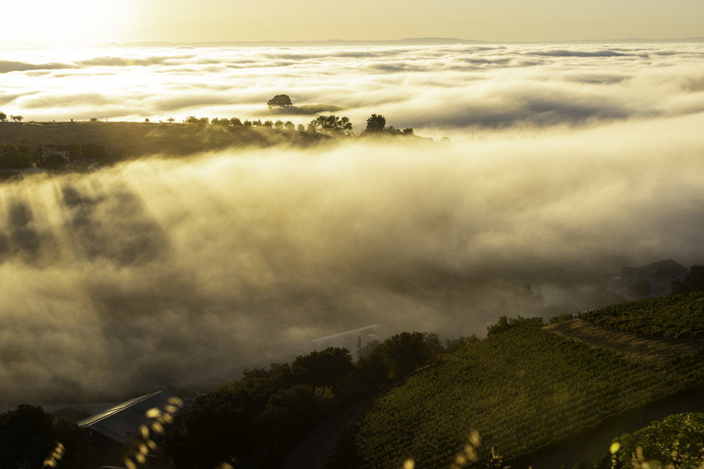 McPrice Myers Winery