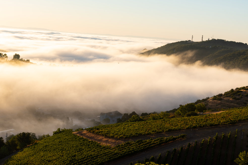 McPrice Myers Winery