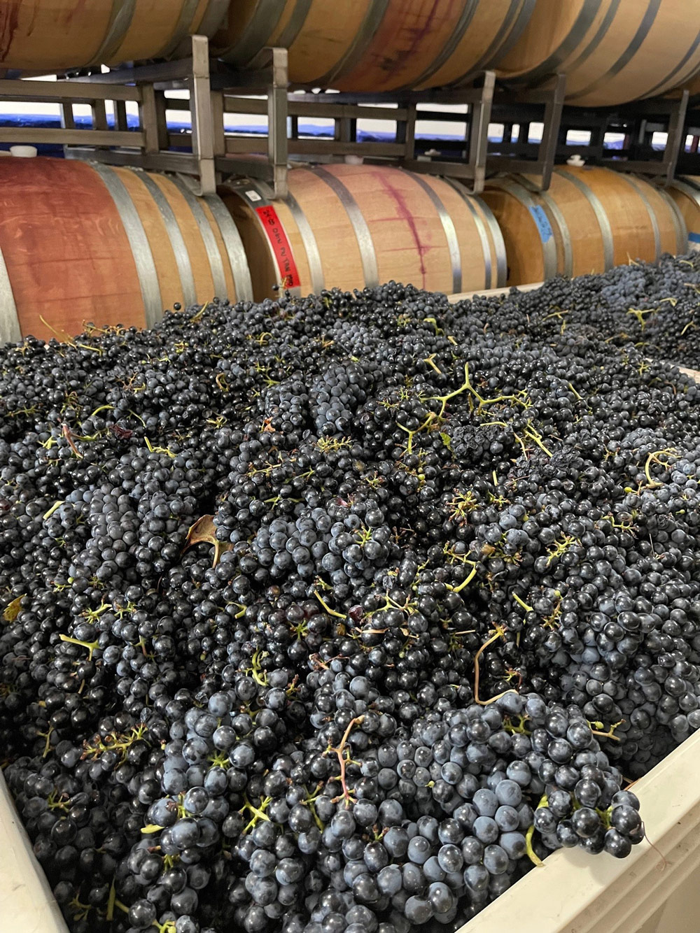 Oxlee Wine Grapes