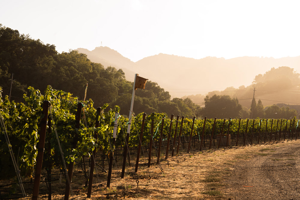 Twice Tyger Vineyard