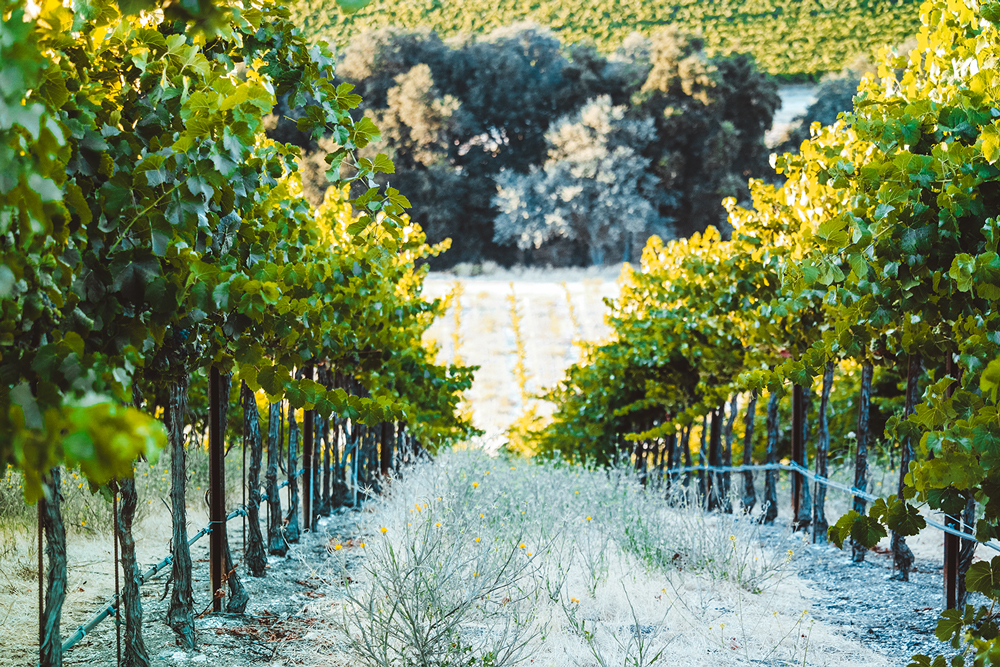 Vigo Cellars Vineyard