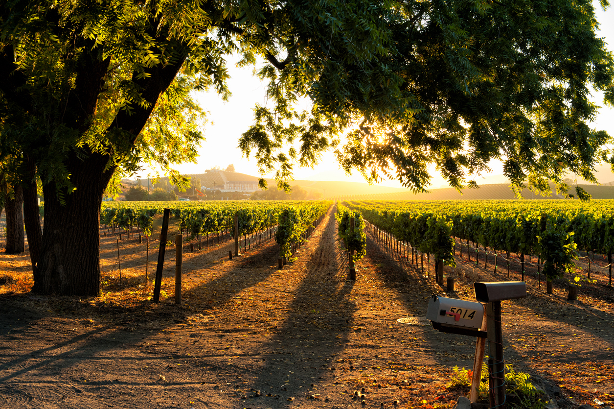 Avivo Wine